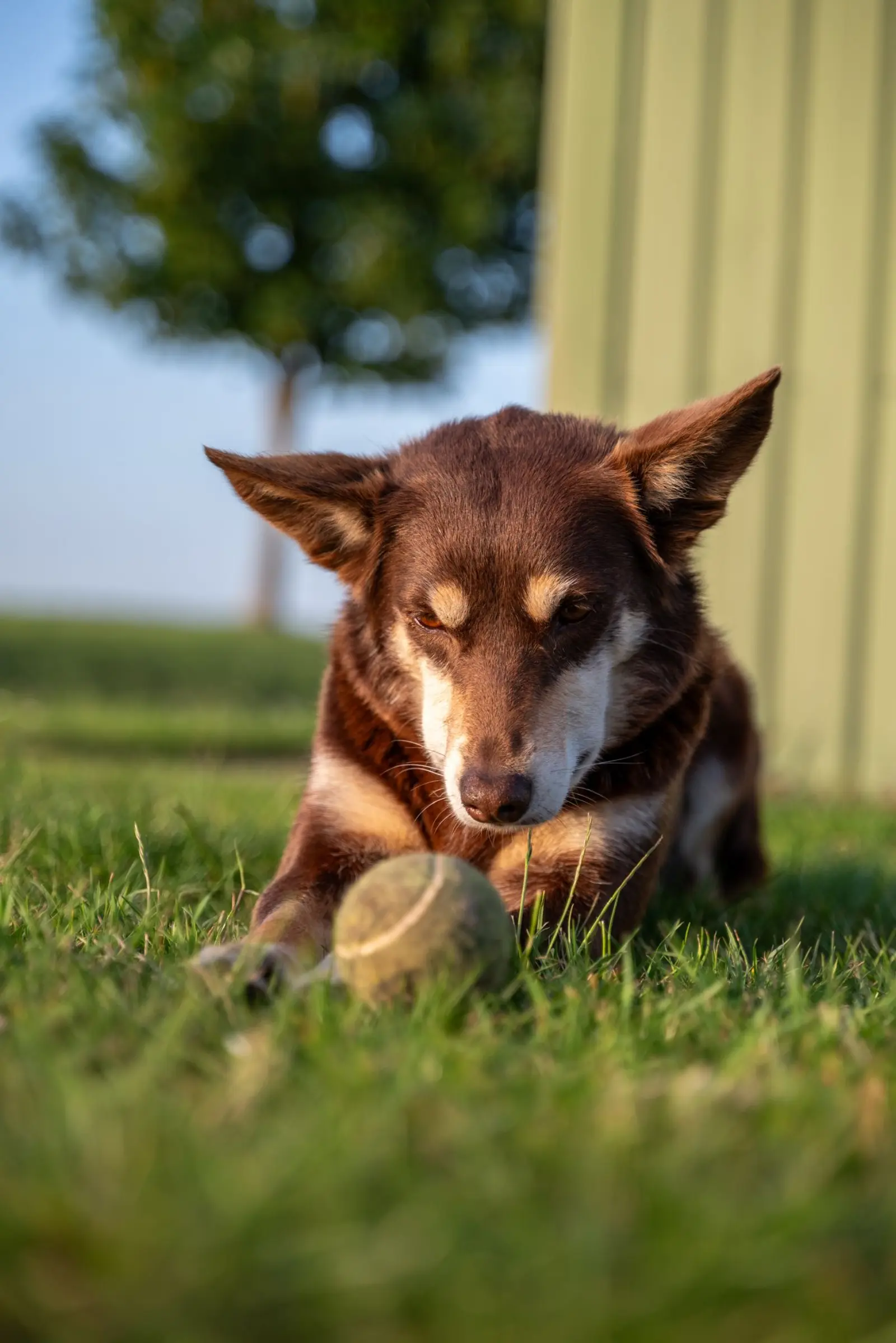Mirty — onze Australian Working Kelpie