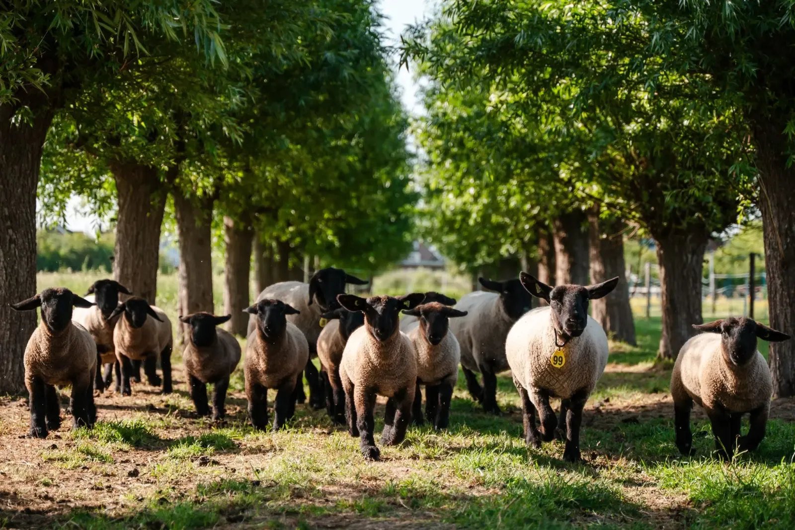 Schapenkudde bij Dorpscamping Groede